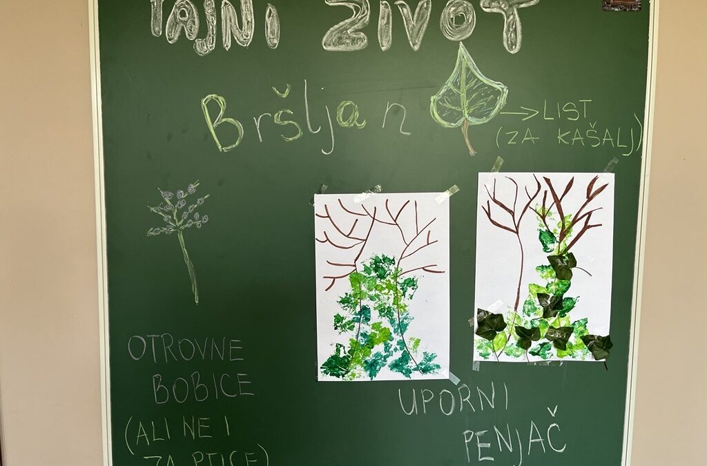BRŠLJAN, MALI ZELENI PENJAČ