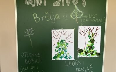 BRŠLJAN, MALI ZELENI PENJAČ